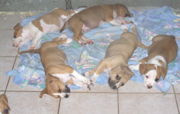 b&eacute;b&eacute; amstaff
